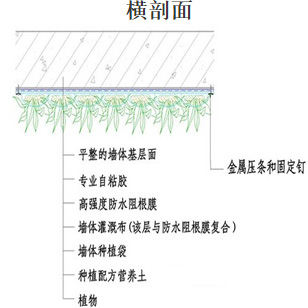 垂直綠化橫剖面圖