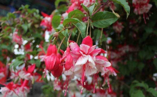 梅雨季節(jié)，養(yǎng)花怎么做？