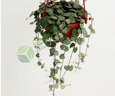 植物租賃.jpg