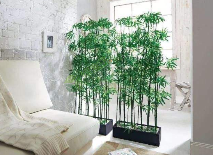 家庭 植物